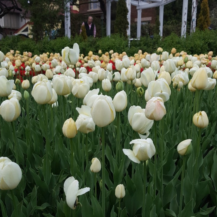  2019. 05. 19 Dow's Lake 오타와 튤립 페스티벌, Victoria Day 불꽃놀이