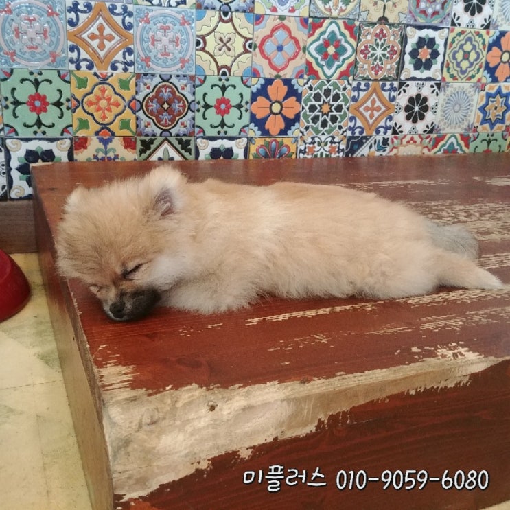  화정 애견까페로 주말나들이