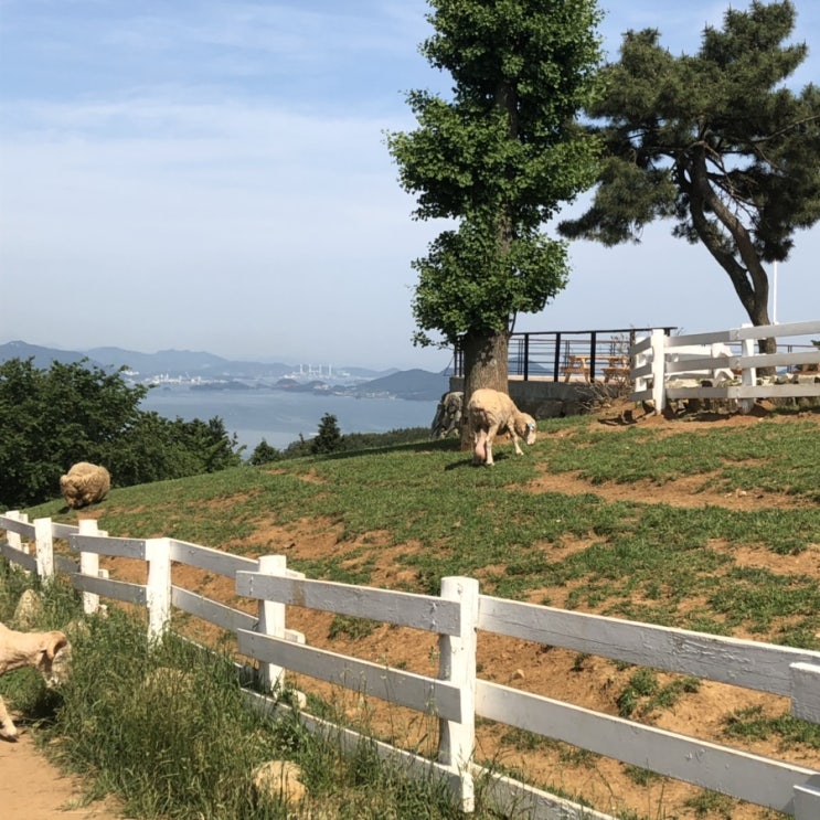  가볼만한곳) 남해상상양떼목장&편백숲에서 양먹이체험과 인생샷 사진 건져보세요/아이랑 함께 가볼만한곳 추천/가족여행지 추천/솔직한 후기(서이추환영)