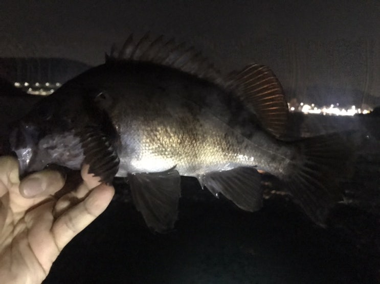  오랜만에 밤보팅으로 볼락 루어, 아직 씨알 좋네요.