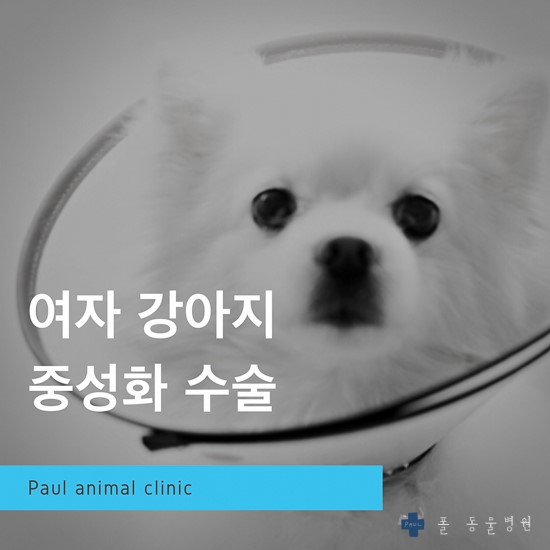 강아지 암컷 중성화(최소절개, 1cm) & 성남 분당 24시 폴 동물병원