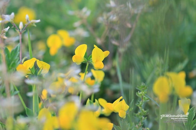  벌노랑이 Lotus corniculatus var. japonica Regel 콩과
