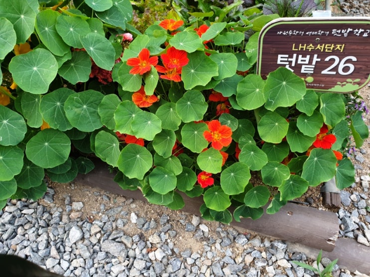 텃밭가꾸기 텃밭가꾸기