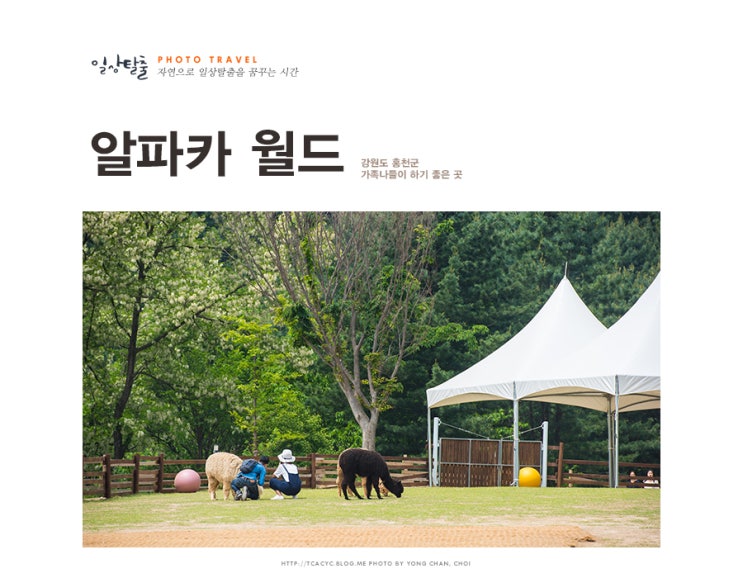  강원도 가볼만한곳 새로운 재미가 톡!톡! 홍천 알파카월드