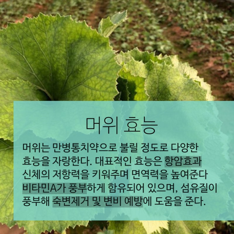[머위의 효능]머위를 몰랐던 피부 효과 3가지와 먹는 방법, 부작용
