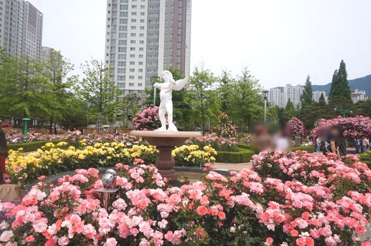  창원 가음정 장미 공원, 5월의 장미 꽃과 함께 사진찍기 좋은 장소