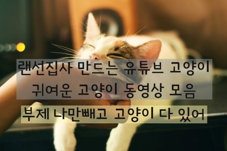 랜선집사하기 좋은 귀엽고 사랑스러운 고양이 동영상모음고양이유튜브