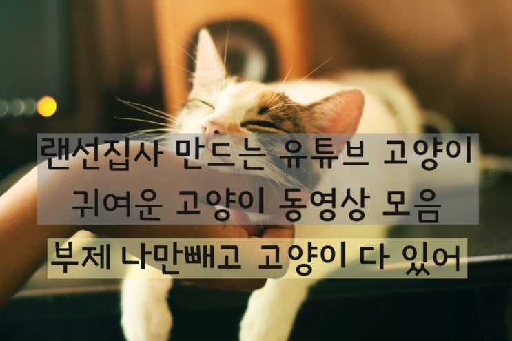  랜선집사하기 좋은 귀엽고 사랑스러운 고양이 동영상모음고양이유튜브