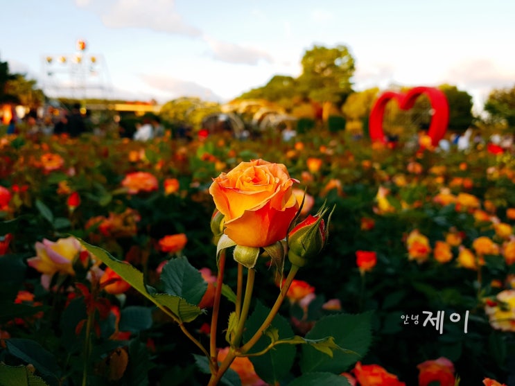  울산 장미축제 보다 먹거리, 꽃보다 밥
