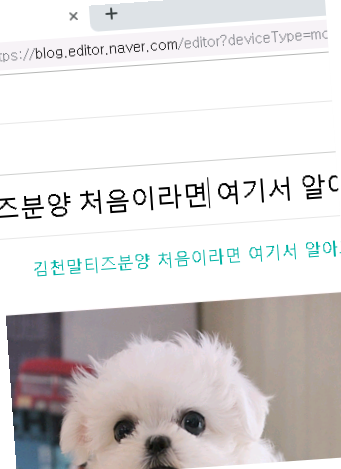  김천말티즈분양 처음이라면 여기서 알아보세요