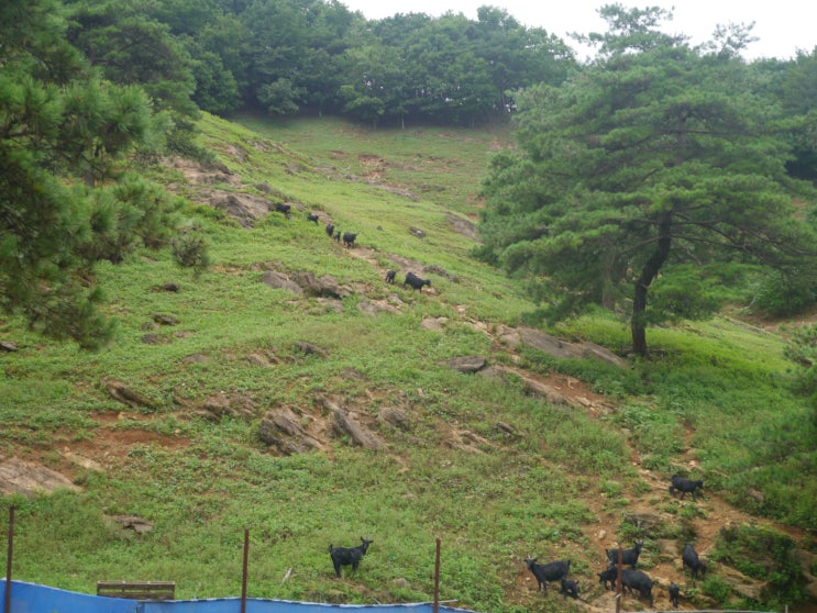 자연방목 솔미흑염소 엑기스 일본으로 해외배송