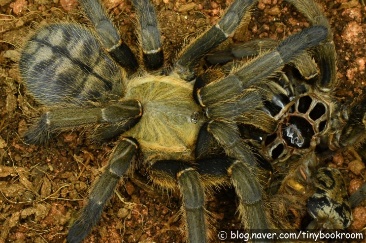 럼동 어스 타이거 암컷 탈피 Haplopelma sp. "Lam Dong"