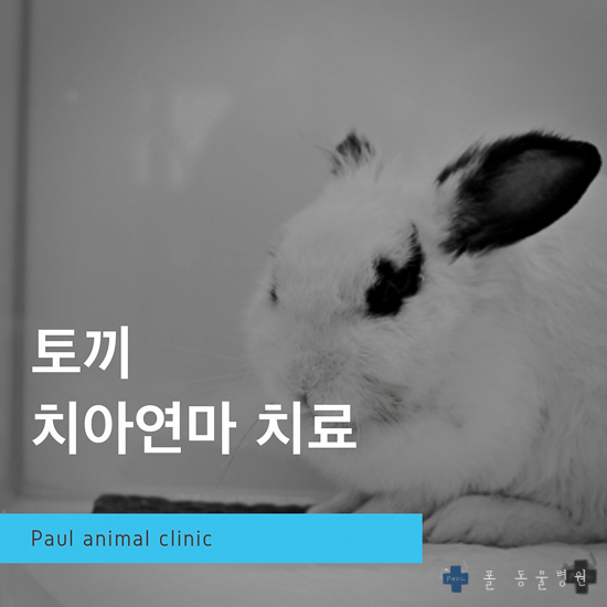  토끼 치아연마, 치과치료, 밥안먹을때, 특수동물진료 & 성남 분당 24시 폴 동물병원(오포, 광교, 수원, 이천, 여주, 용인)