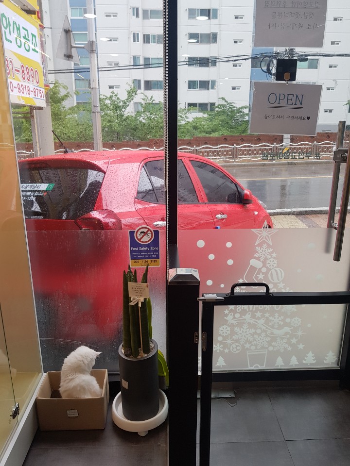  (집사 마음은 5성급!!부산고양이호텔)  비오는 월요일 한지붕풍경~