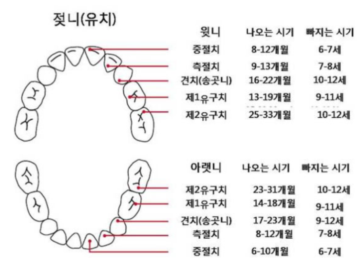  아기 이빨 나는 시기 (유치, 영구치)