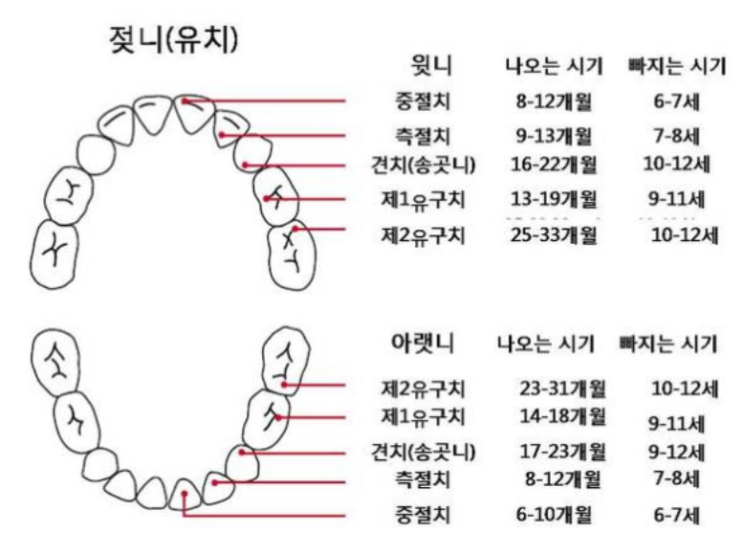 아기 이빨 나는 시기 (유치, 영구치)