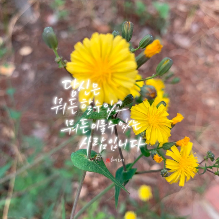  예쁜감성 손글씨 디지털 캘리그라피[당신은 뭐든 할 수 있고 뭐든 이룰 수 있는 사람입니다]
