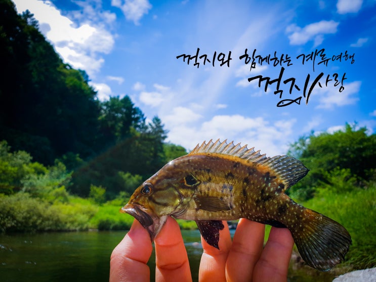  꺽지사랑 전국 토너먼트 낚시대회 개최를 앞두고..
