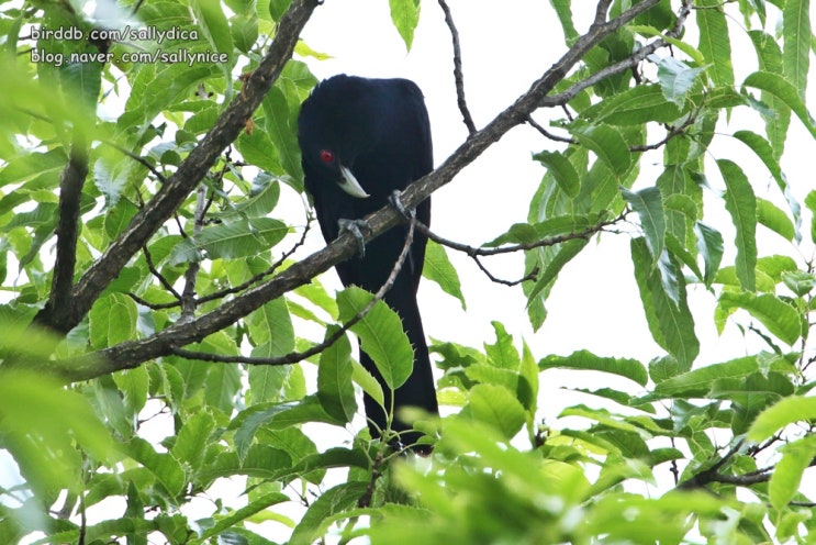  검은뻐꾸기 (Asian Koel)/ 동영상