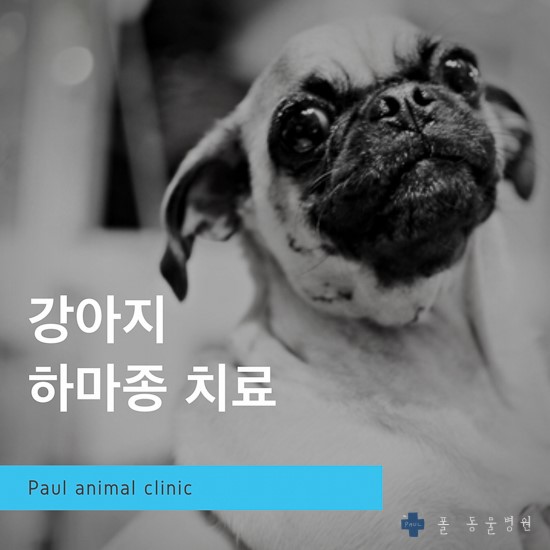 강아지 타액 낭종, 침생종, 하마종 & 성남 분당 24시 폴 동물병원