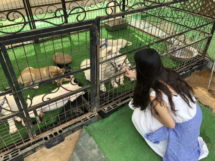  안성 가볼만한곳, 서울근교여행 :: 서일농원 솔리, 풍산개마을, 알렉스더커피
