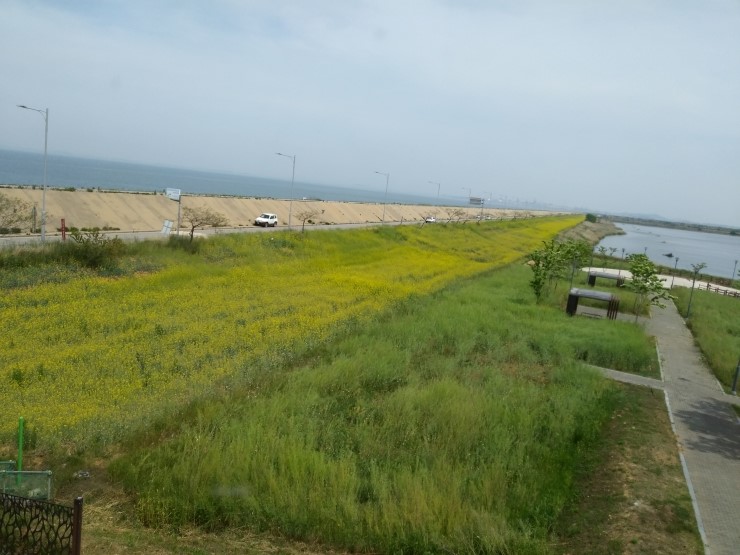  당진왜목마을,석문유채꽃밭,장고항,도비도,삼길포항등,간제미무침,실치축제,