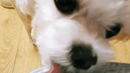 강아지 입냄새·양치를 냥품멍품 멍멍 혀 클리너 하나로 간단하게~해결!!