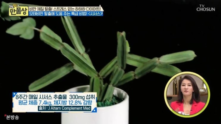  시서스 다이어트~^^ 시서스 가루 효능 vs 부작용~(ft 좋은아침, 만물상)