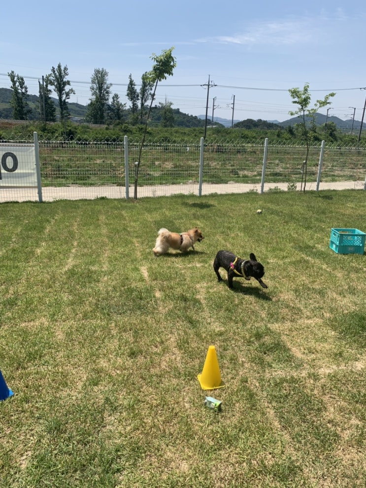 김해날씨최고 애견운동장멍프리로 달려갑니다