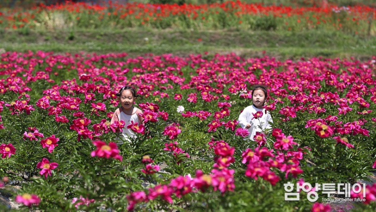  [포토] 작약꽃길 걷는 함양 아이들