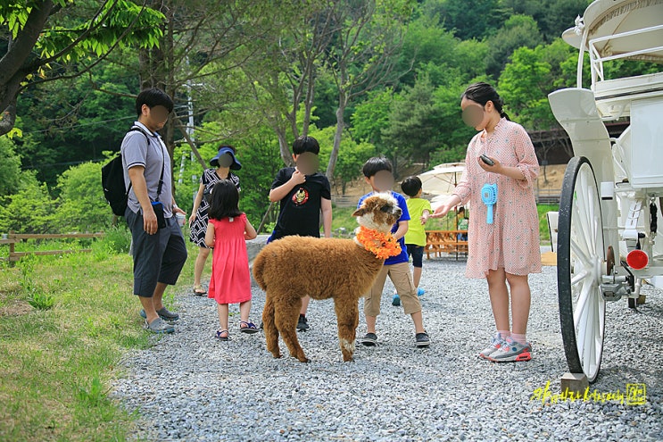  6월 국내여행지 추천 홍천알파카월드속으로~