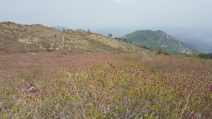  조금이른 황매산 철쭉