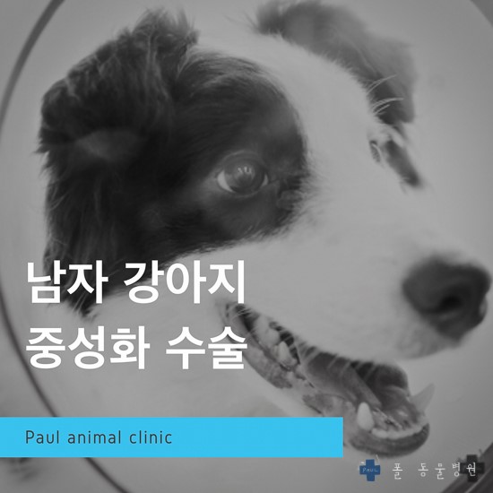 수컷, 남자 강아지 중성화 수술 & 분당, 성남 24시 폴 동물의료센터(동물병원)