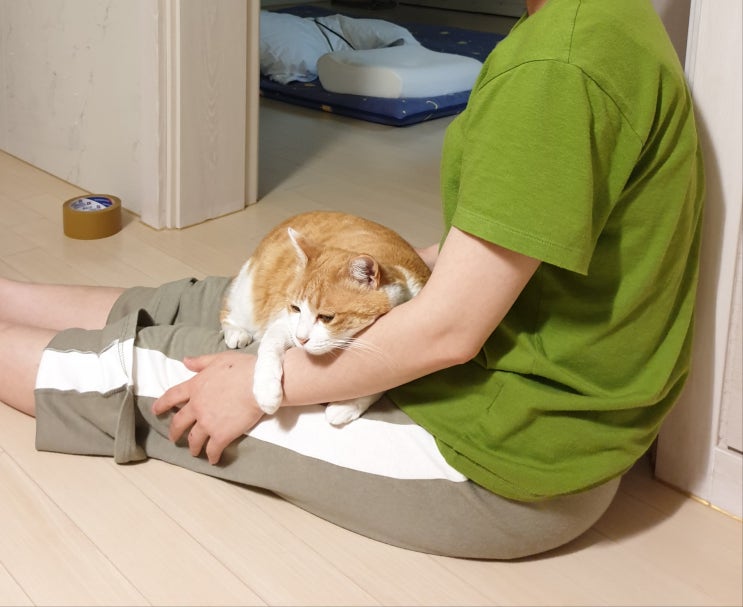  성묘 길고양이 입양 feat.집사간택