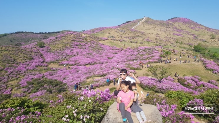  [경남 합천]황매산 철쭉제