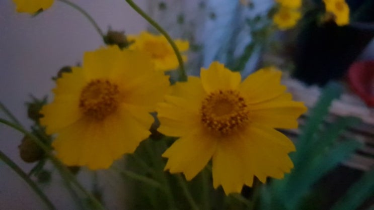  2019.05.28 새벽풍경. 꽃아 너의 이름이 뭐니?