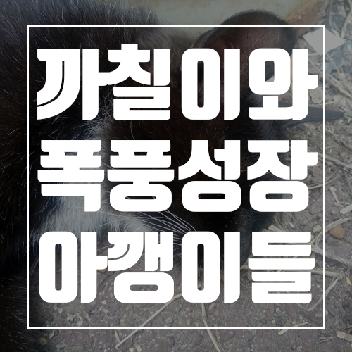  완도전복마을의 마스코트! 까칠이와 폭풍성장 아깽이들