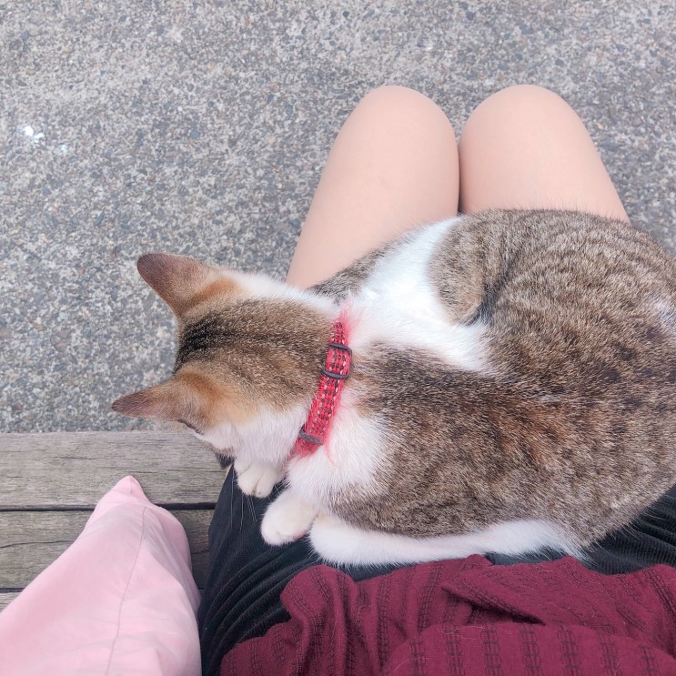[대만여행] 핑시선 여행/ 고양이마을/허우통