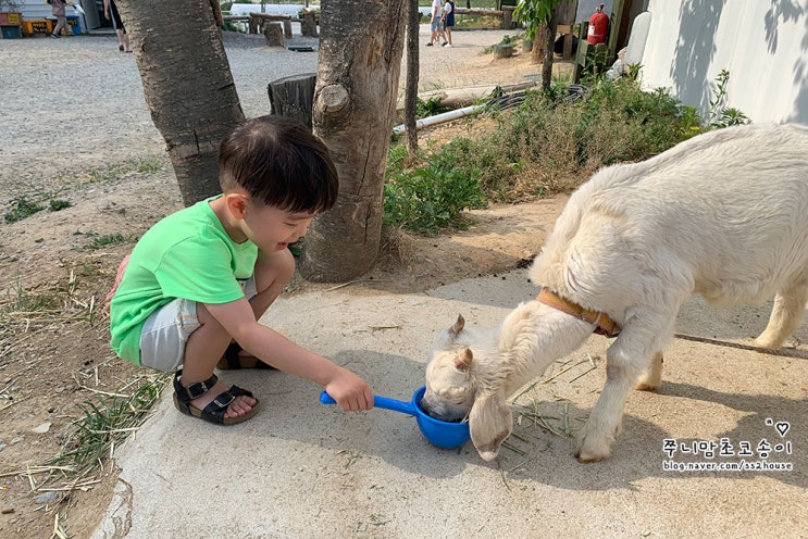  대관령 아이와가볼만한곳 '아기동물농장'