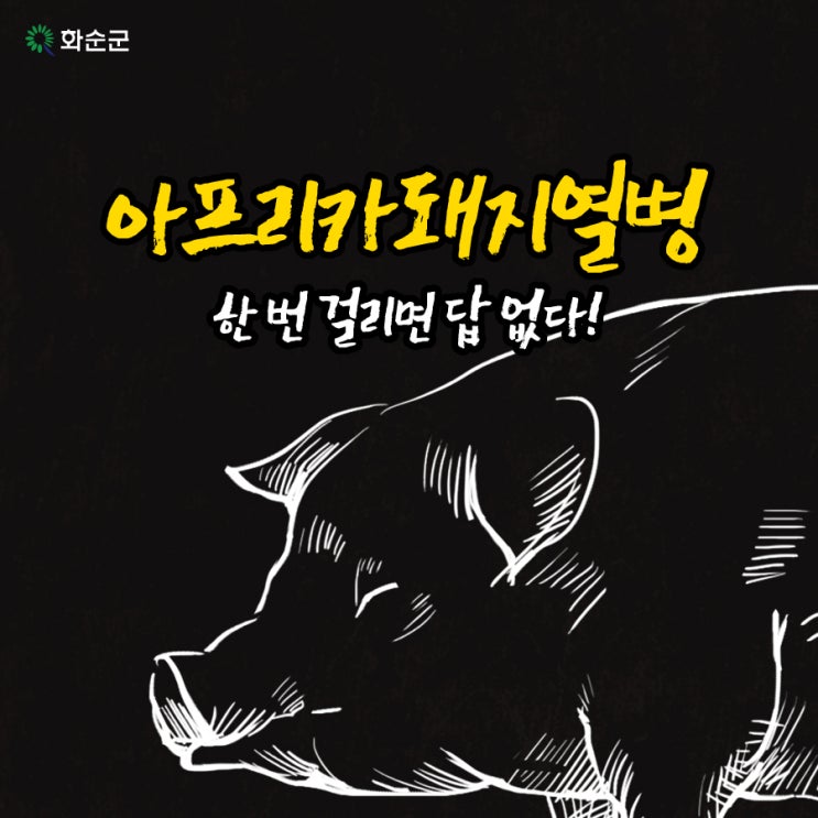  아프리카돼지열병 한 번 걸리면 답 없다!