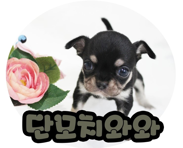  귀여운 외모를 가진 단모치와와분양 정보:)ღღ