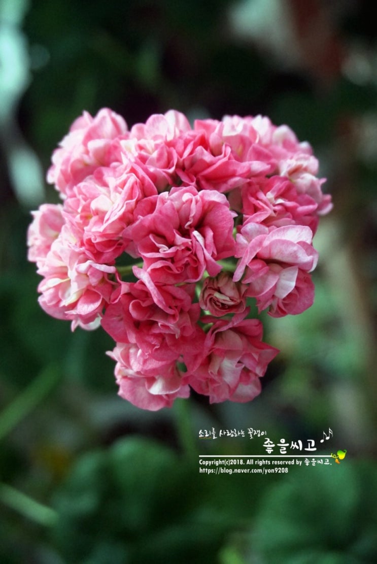  좋을 러블리로즈