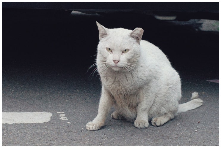  고양이 (gr3)