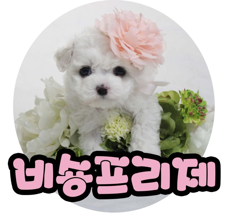   천안강아지분양 몽냥몽냥과 함께 귀여운 솜뭉치 비숑프리제에 대해 알아봐요:)