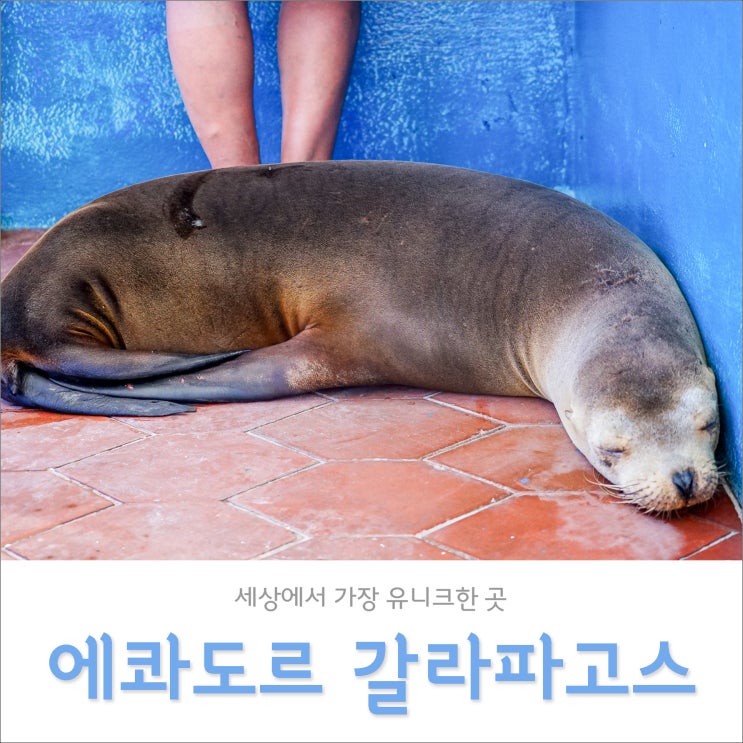 에콰도르 갈라파고스 여행, 그 추억을 나눠요~