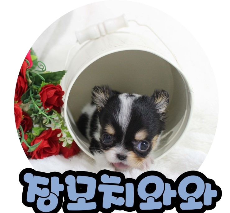 순둥순둥 재간둥이 장모치와와 분양!