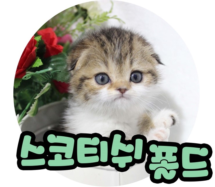  홍대고양이분양 귀요미뿜뿜 스코티쉬폴드 분양:)