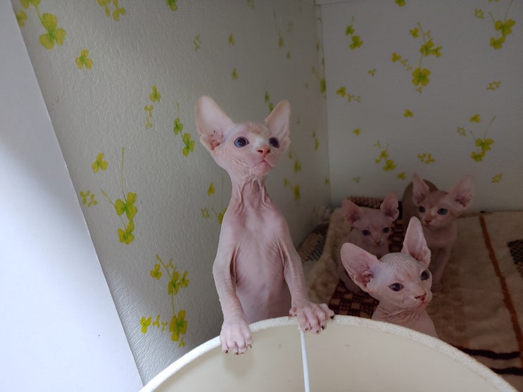  스핑크스 고양이 분양 역대급애기