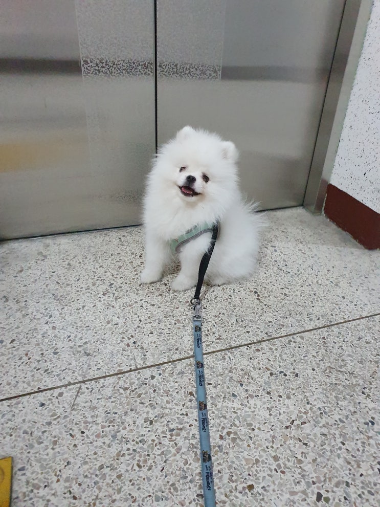  포메라이언 은구 16주차