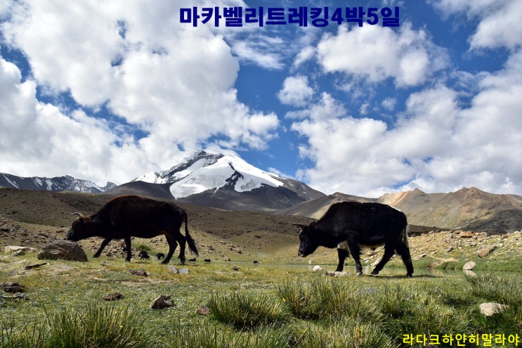  [라다크트레킹]마카벨리트레킹4박5일(칠링-촉도)